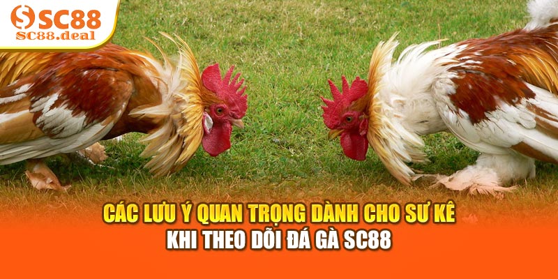 Các lưu ý quan trọng dành cho sư kê khi theo dõi đá gà SC88